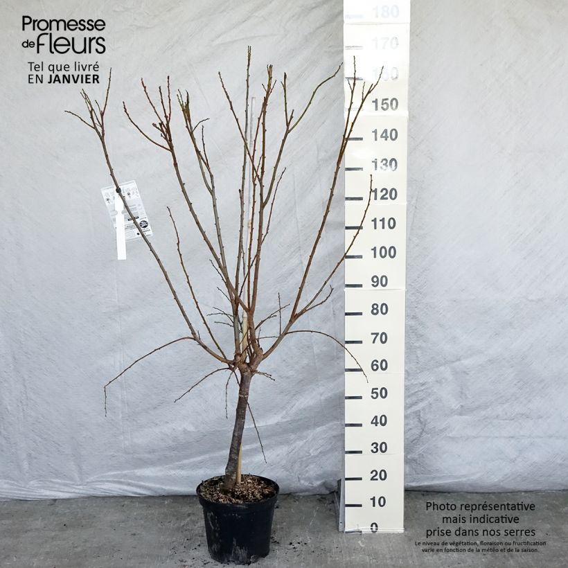 Pluot Flavor Supreme - Plumcot 7.5L/10L pot, Goblet sample as delivered in winter