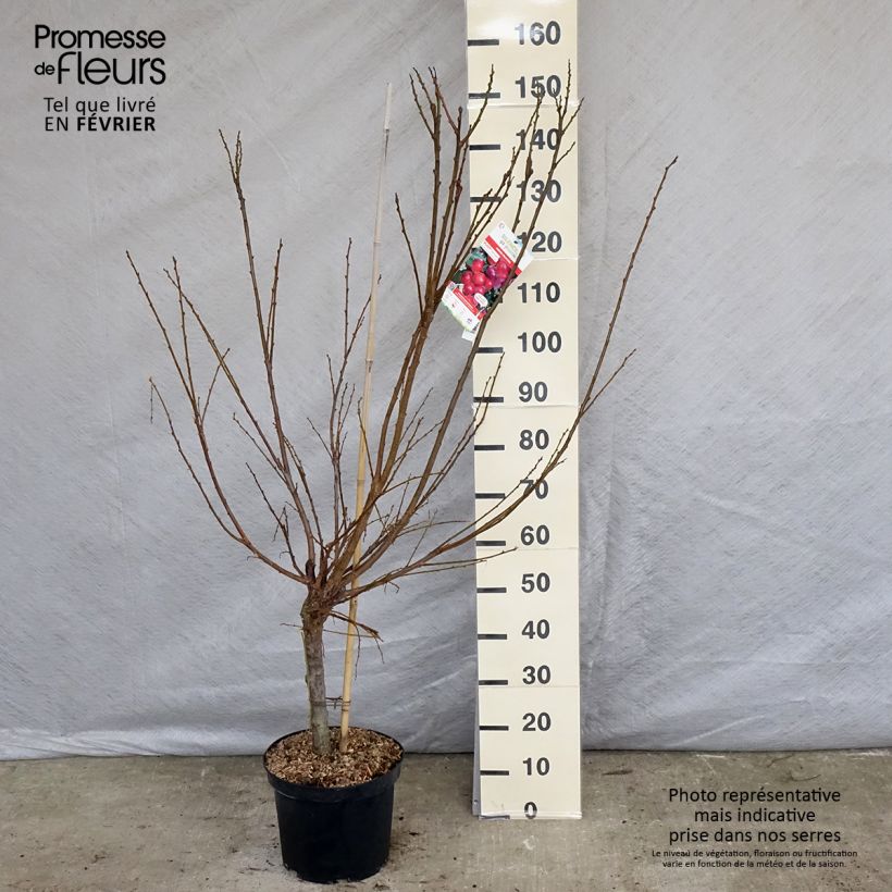 Pluot Pink Candy - Plumcot 7.5L/10L pot, Goblet sample as delivered in winter