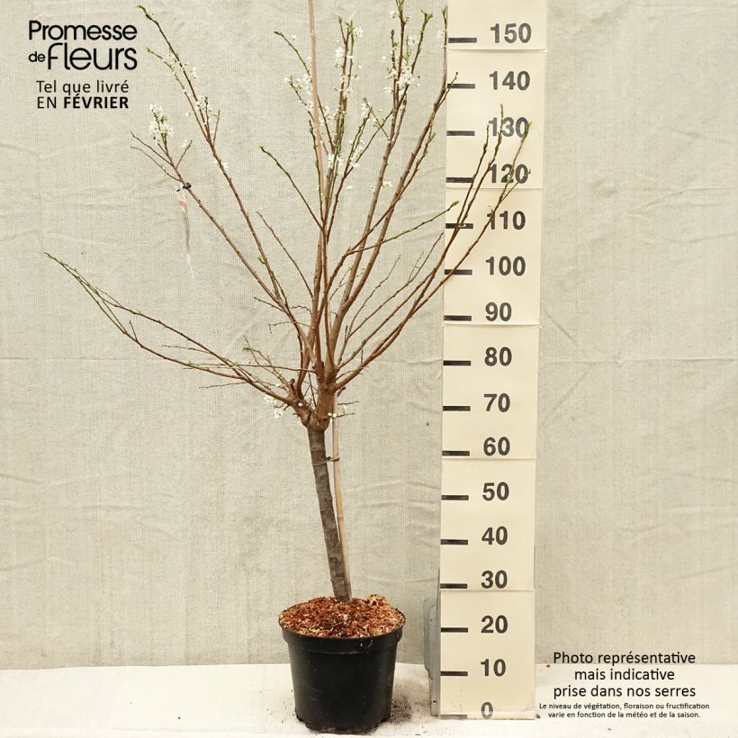 Pluot Purple Candy - Plumcot 7.5L/10L pot, Goblet sample as delivered in winter