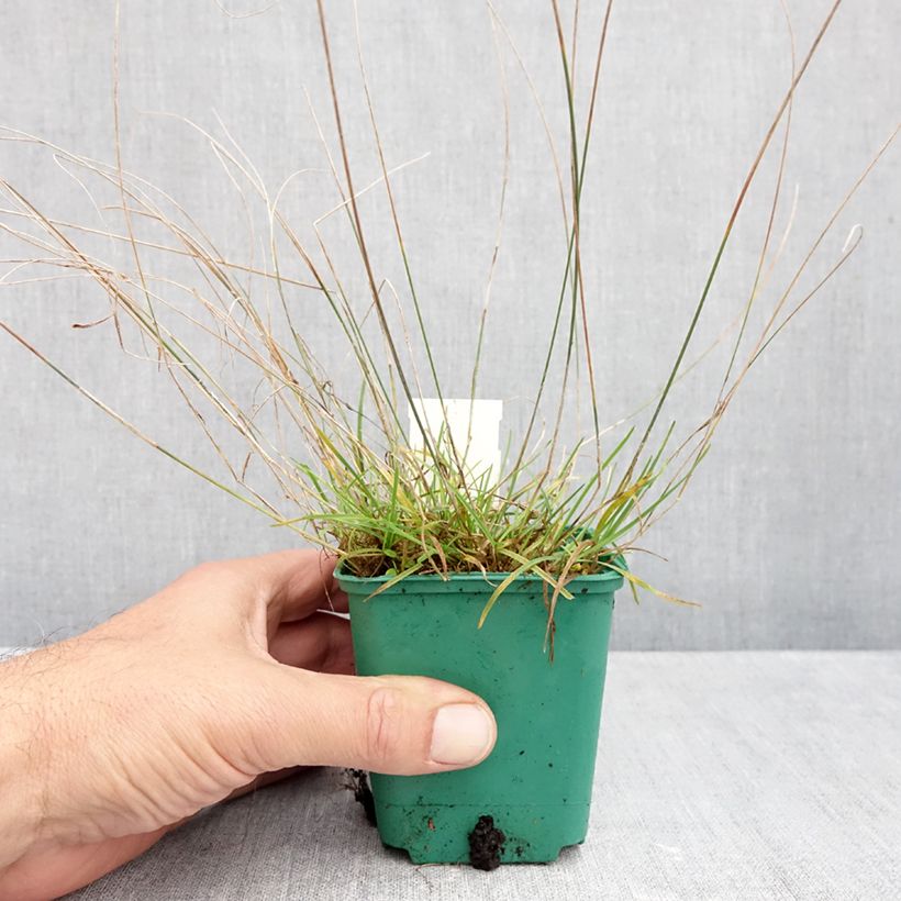 Poa glauca Blue Hills 8/9 cm pot sample as delivered in autumn