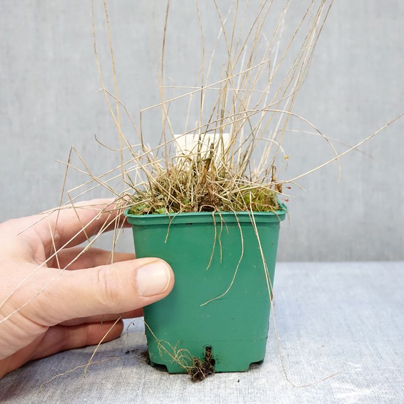 Poa glauca Blue Hills 8/9 cm pot sample as delivered in winter