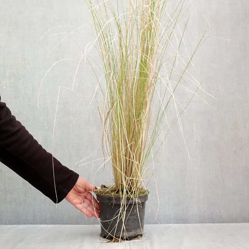 Poa labillardieri 2L/3L pot sample as delivered in autumn