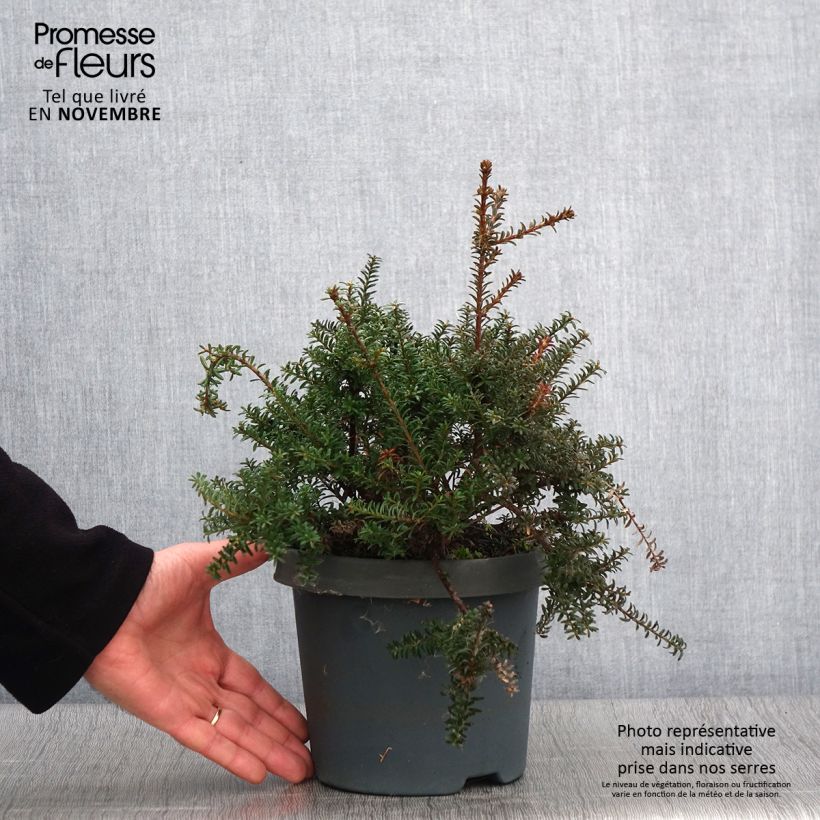 Podocarpus lawrencei Red Tip 2L/3L pot sample as delivered in autumn