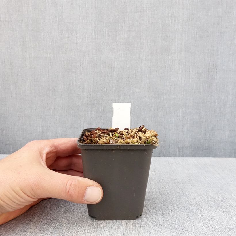 Podophyllum delavayi 8/9 cm pot sample as delivered in spring