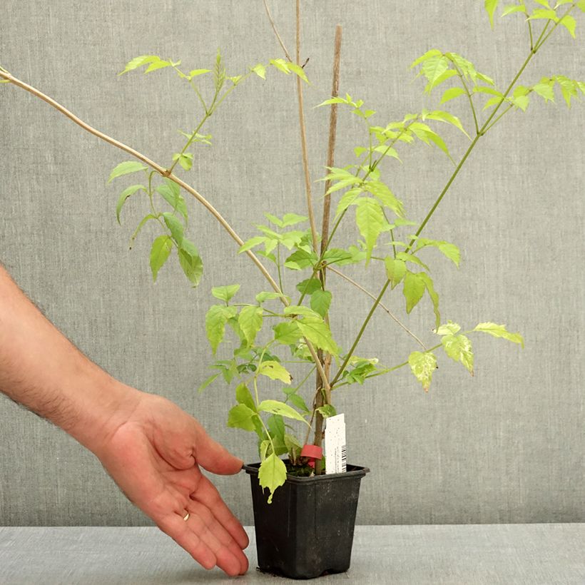 Podranea ricasoliana Comtesse Sarah 12cm pot sample as delivered in summer