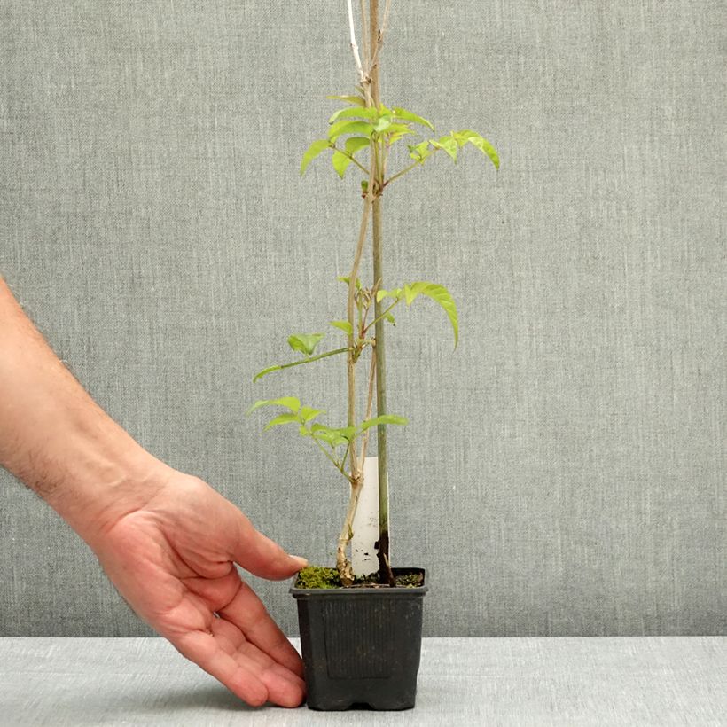 Podranea ricasoliana Comtesse Sarah 12cm pot sample as delivered in spring