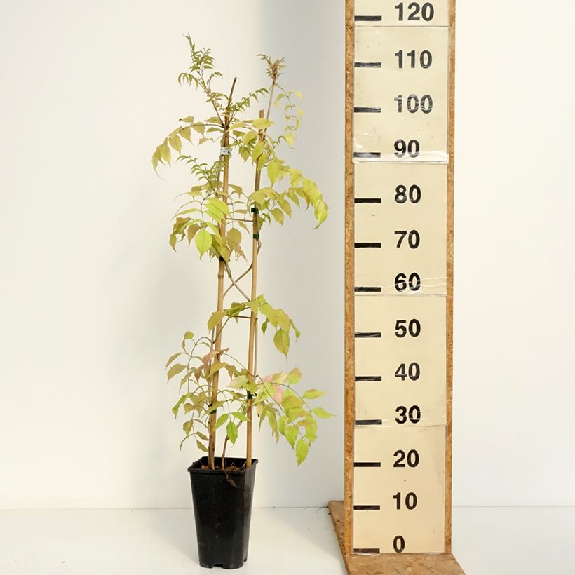 Podranea ricasoliana Comtesse Sarah 2L/3L pot sample as delivered in summer
