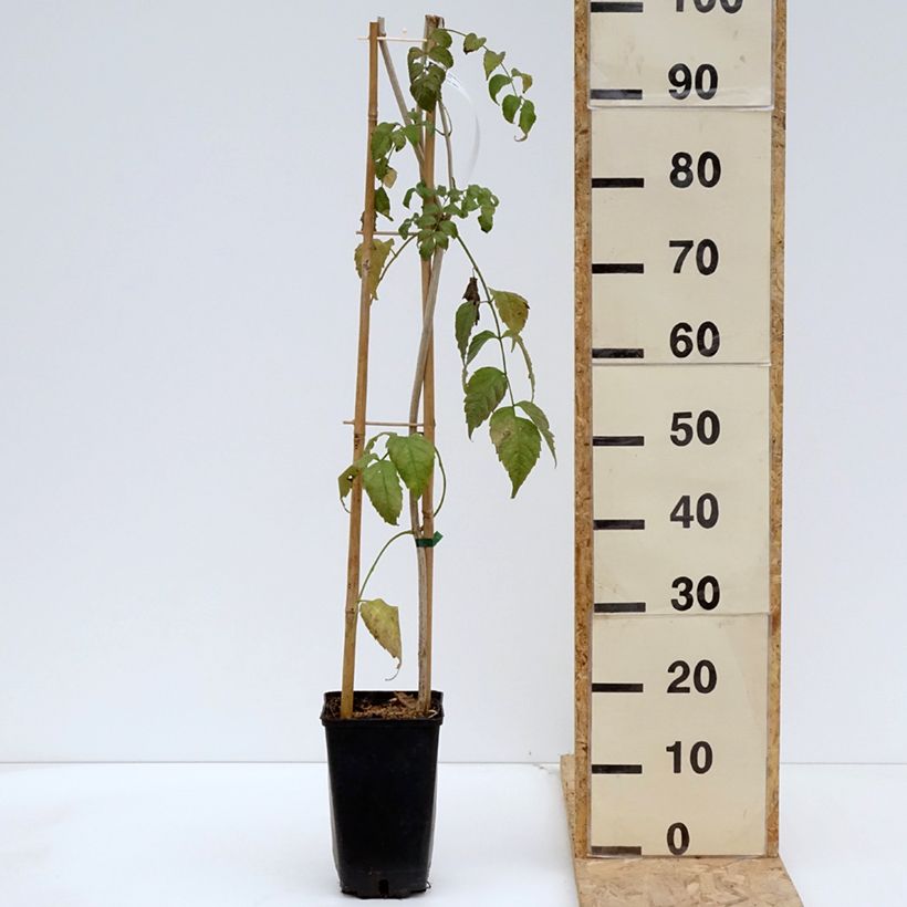 Podranea ricasoliana Comtesse Sarah 2L/3L pot sample as delivered in spring