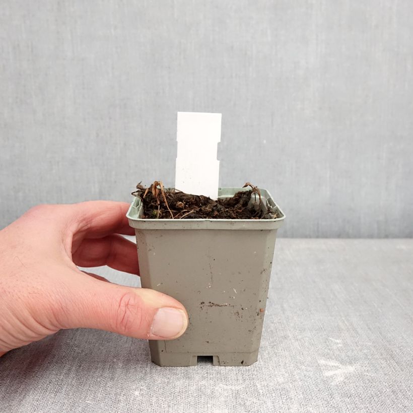 Pogonia ophioglossoides  8/9 cm pot sample as delivered in winter