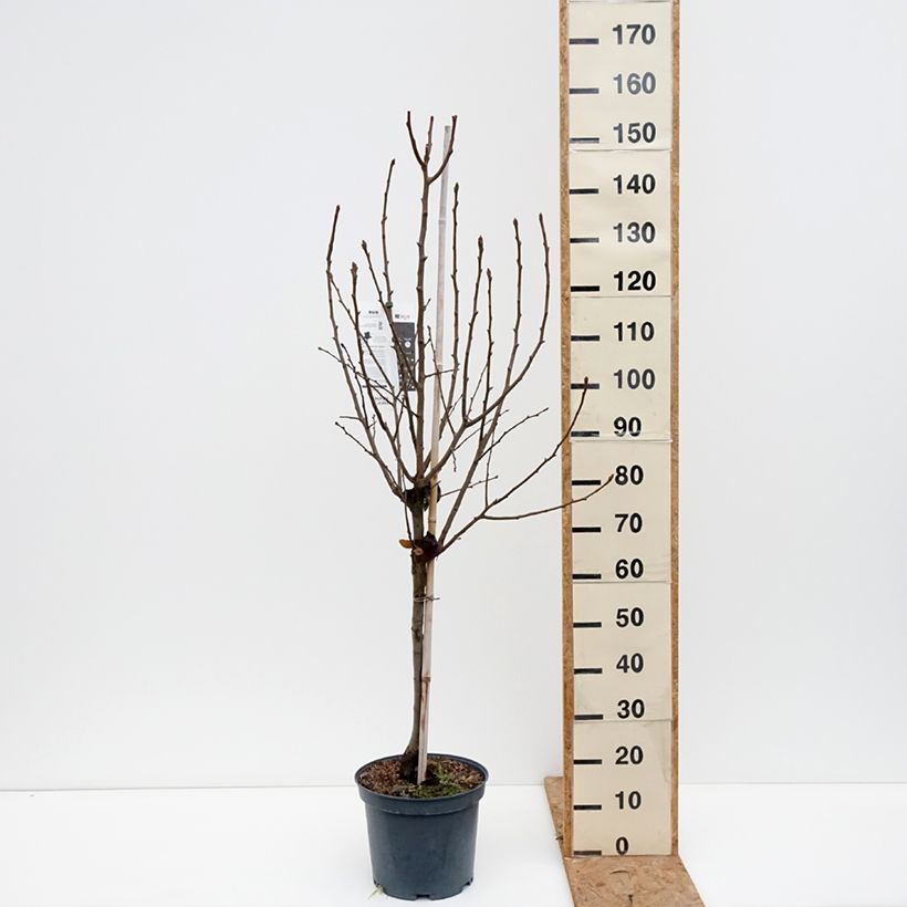 Pyrus communis Angelys - Pear Tree 7.5L/10L pot, Goblet sample as delivered in autumn