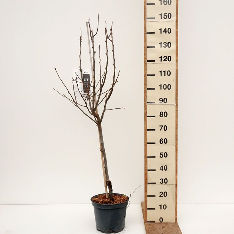 Pyrus communis Angelys - Pear Tree 7.5L/10L pot, Goblet sample as delivered in winter