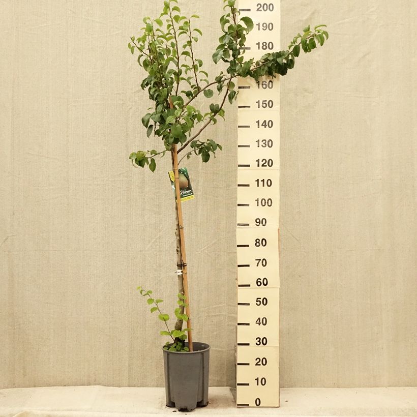 Pyrus communis Beurre Hardy - Pear Tree 7.5L/10L pot, Half standard sample as delivered in summer