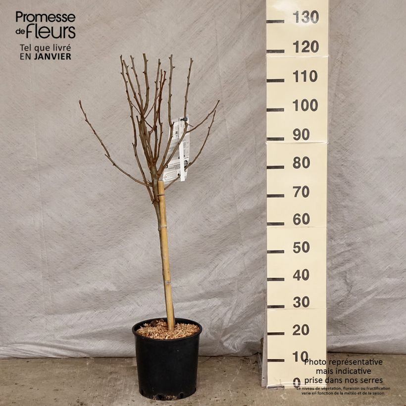 Pyrus communis Beurre Hardy - Pear Tree 7.5L/10L pot, Goblet sample as delivered in winter