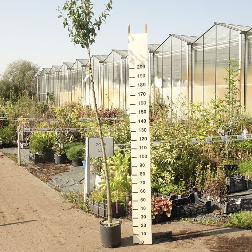 Pyrus communis Charneux - Pear Tree 7.5L/10L pot, Standard sample as delivered in summer