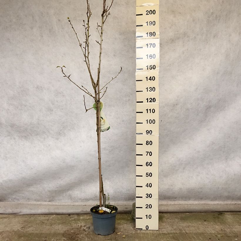 Pyrus communis Clapp’s Favorite - Pear Tree 7.5L/10L pot, Half standard sample as delivered in autumn