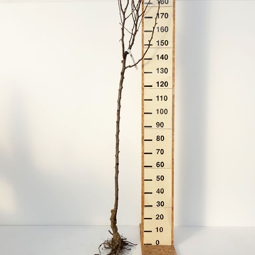 Pyrus communis Clapp’s Favorite - Pear Tree Bare root, Half standard sample as delivered in winter