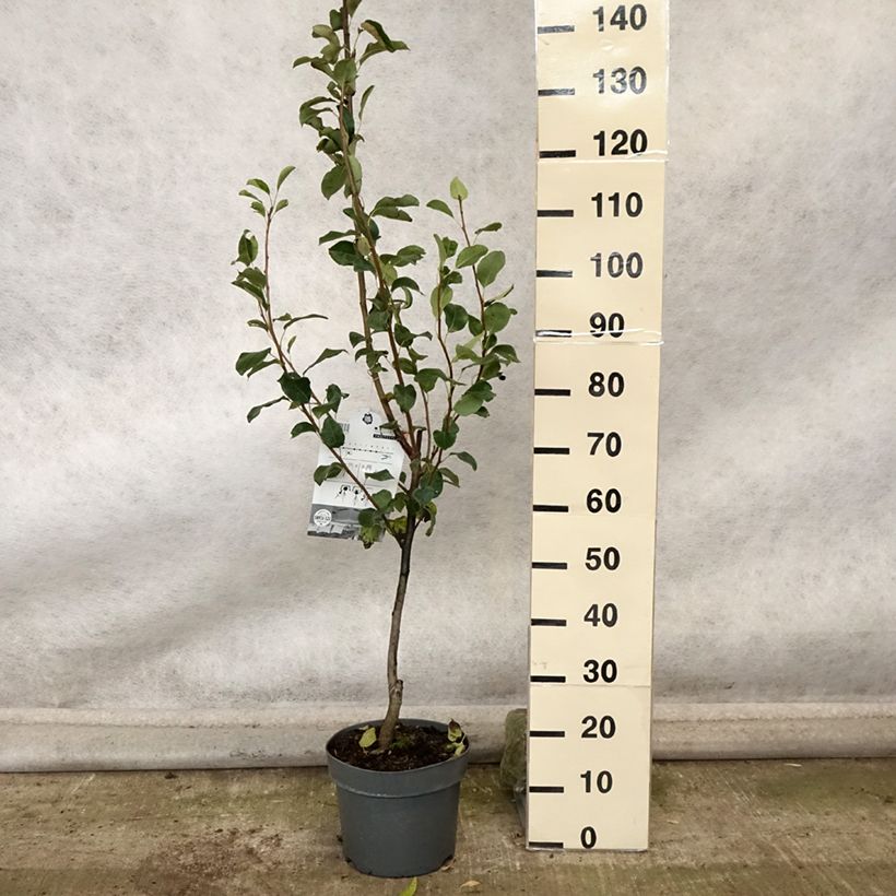Pyrus communis Londres - Pear Tree 7.5L/10L pot, Columnar sample as delivered in autumn