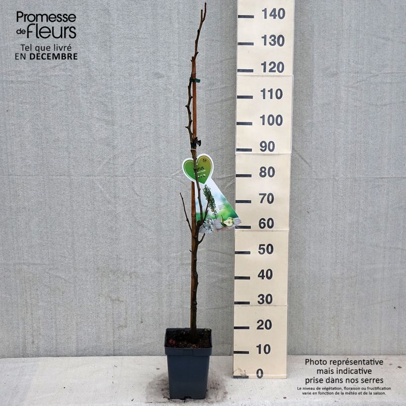 Pyrus communis Condo - Pear Tree 4L/5L pot, Dwarf sample as delivered in autumn