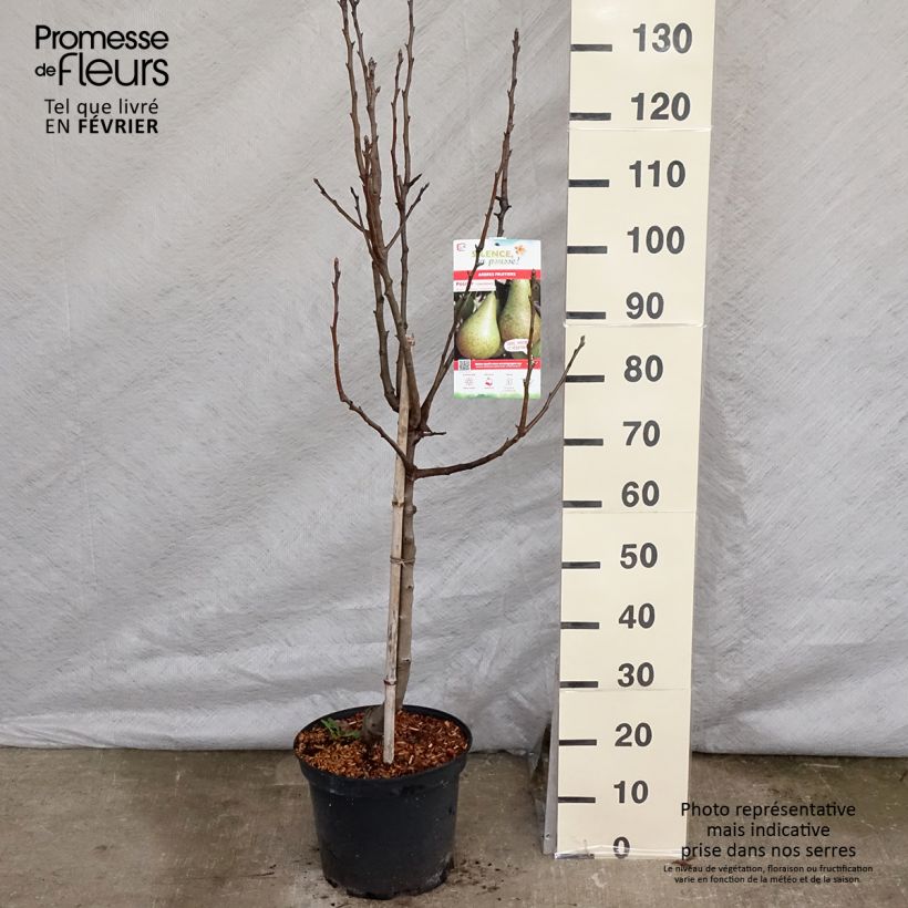 Pyrus communis Conférence - Pear Tree 7.5L/10L pot, Goblet sample as delivered in winter