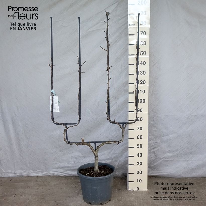 Pyrus communis Conférence - Pear Tree 20L/25L pot, Double u-shaped espalier sample as delivered in winter