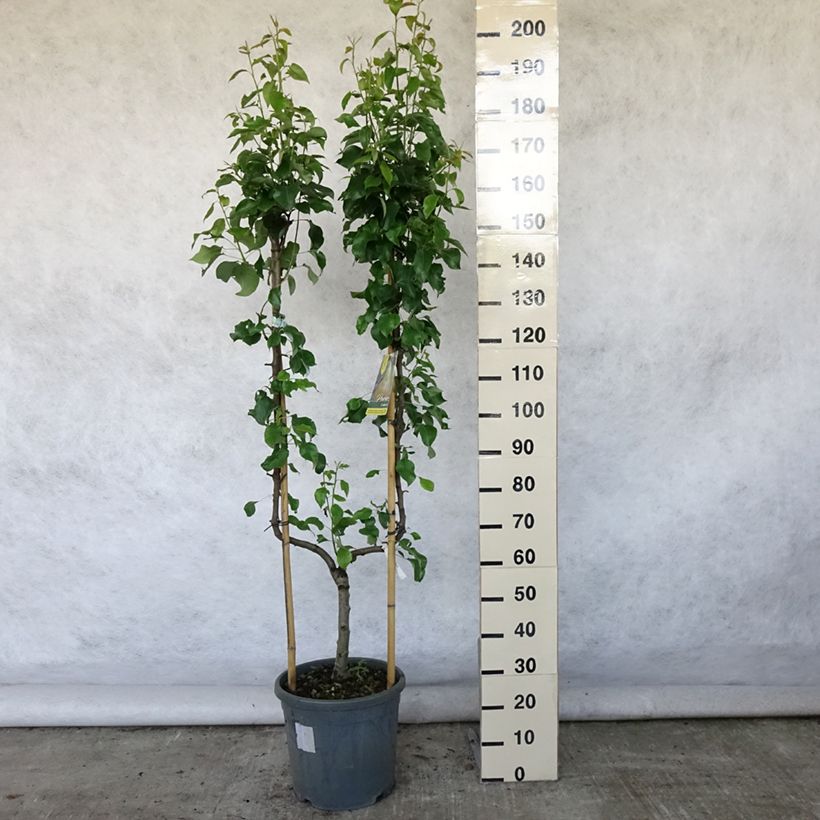 Pyrus communis Conférence - Pear Tree 7.5L/10L pot, Single u-shaped espalier sample as delivered in summer