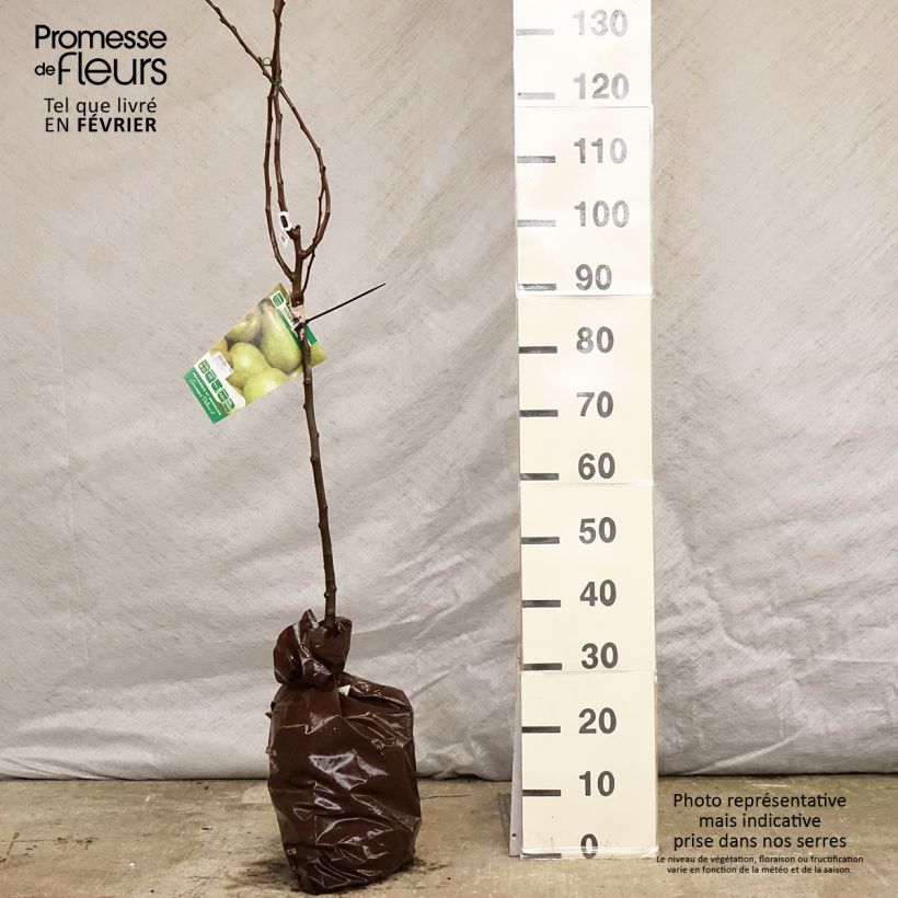 Pyrus communis Delbard Gourmande - Pear Tree Ready-to-plant root ball, Goblet sample as delivered in winter