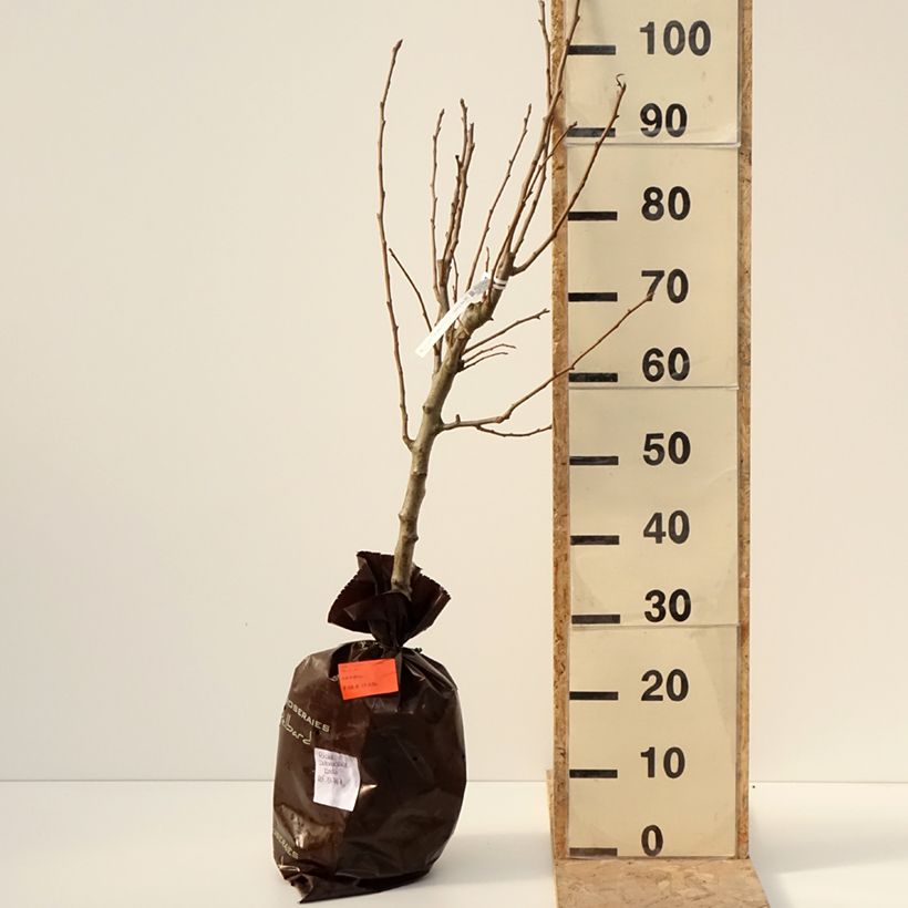 Pyrus communis Delbardèlice - Pear Tree Ready-to-plant root ball, Goblet sample as delivered in winter