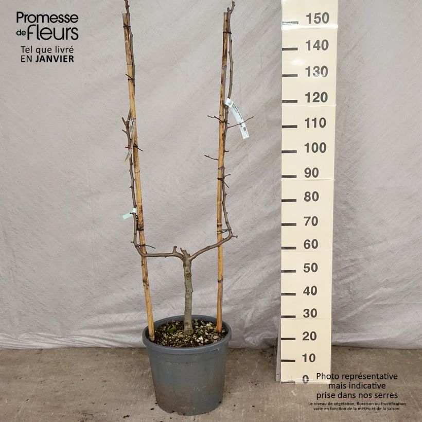 Pyrus communis Doyenné du Comice Pear Tree U Shape sample as delivered in winter
