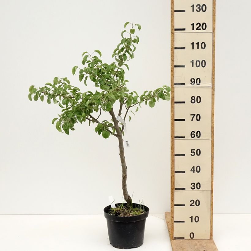 Pyrus communis Dubbele Philip - Pear Tree 7.5L/10L pot, Half standard sample as delivered in spring