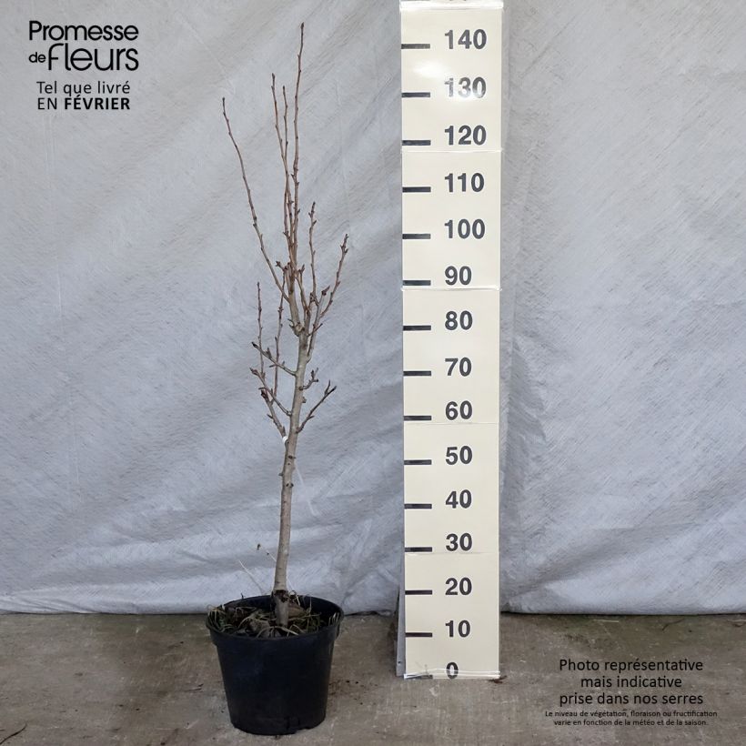 Pyrus communis Duchesse d'Angouleme - Pear Tree 7.5L/10L pot, Goblet sample as delivered in winter