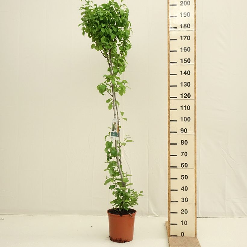 Pear tree Duo - Pyrus communis Conference and Williams 7.5L/10L pot sample as delivered in spring