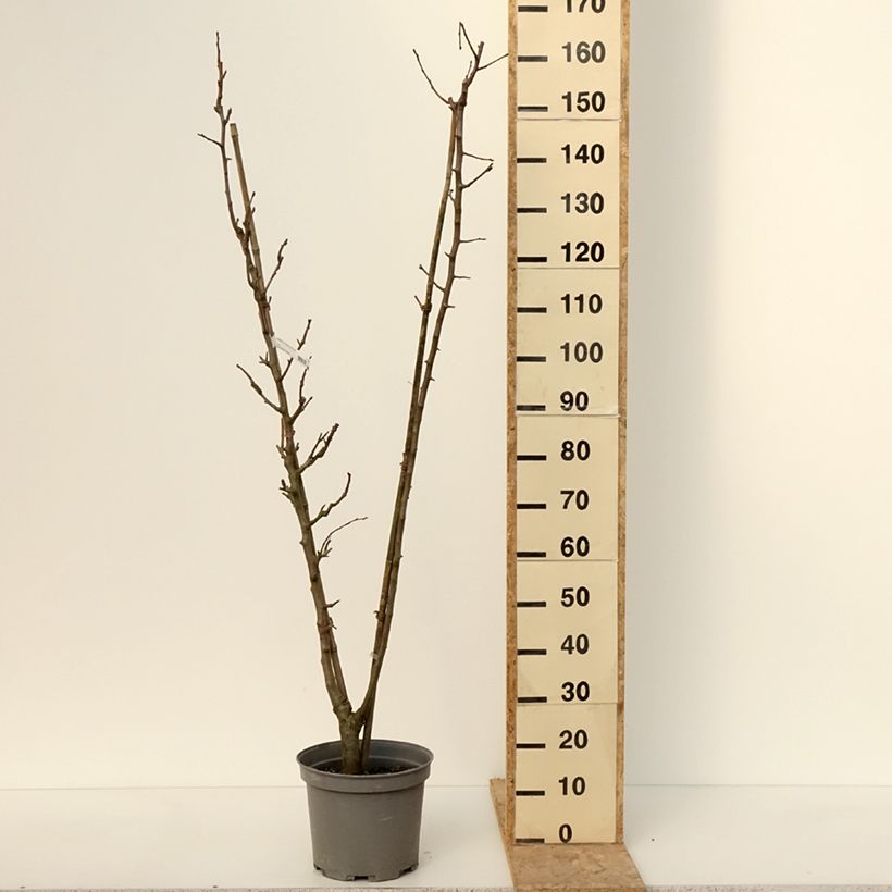 Duo of Pyrus communis William's and Louise Bonne of Jersey - pears 7.5L/10L pot sample as delivered in winter