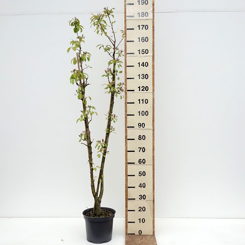 Duo of Pyrus communis William's and Louise Bonne of Jersey - pears 7.5L/10L pot sample as delivered in spring