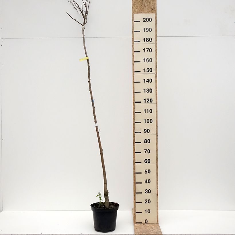 Pyrus communis Durondeau - Pear Tree 7.5L/10L pot, Standard sample as delivered in winter