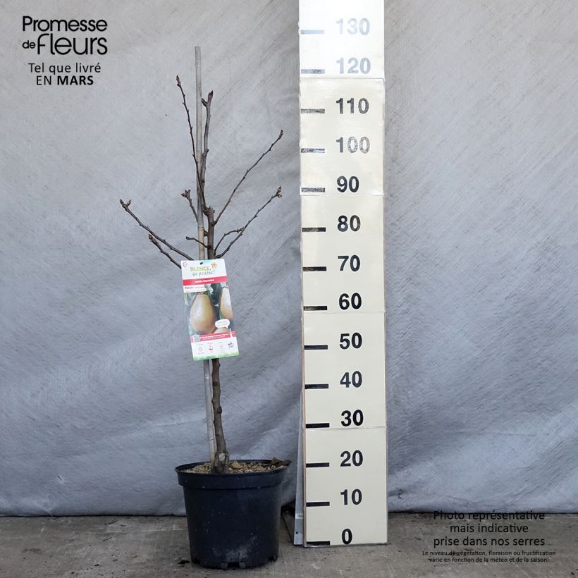 Pyrus communis Epine du Mas - Pear Tree 7.5L/10L pot, Goblet sample as delivered in spring