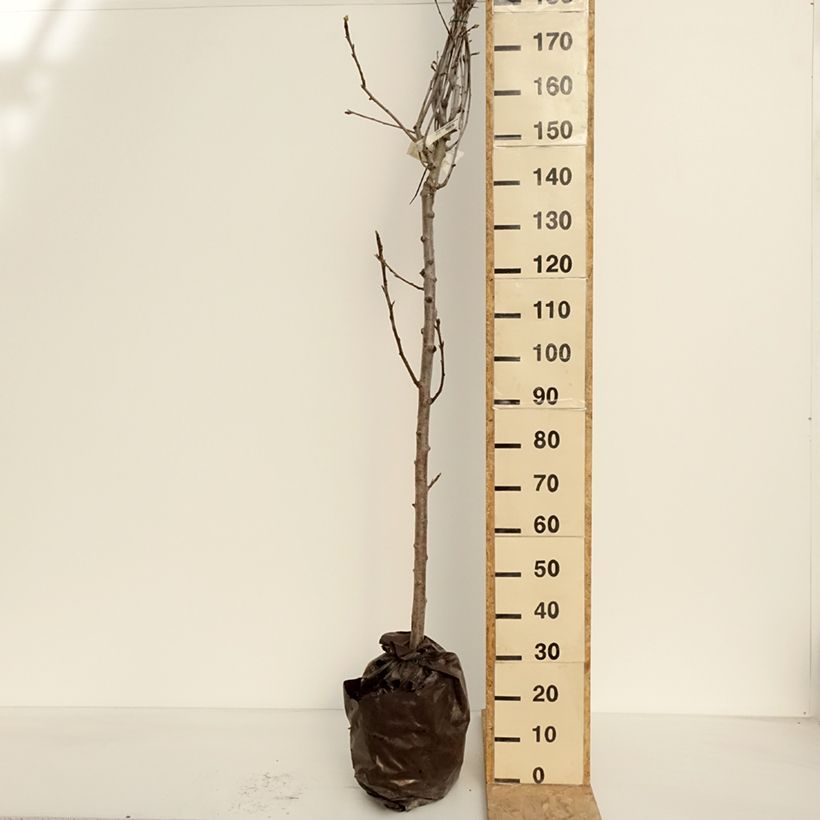 Pyrus communis Fertilia Delbard - Pear Tree Ready-to-plant root ball, Half standard sample as delivered in spring