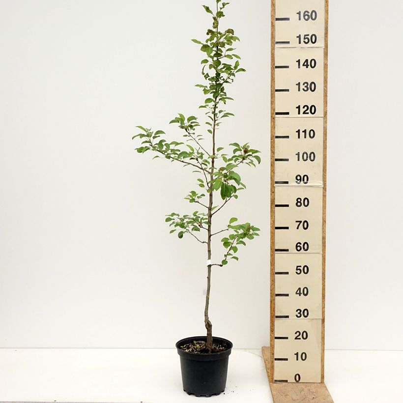 Pyrus communis General Leclerc - Pear Tree 7.5L/10L pot, Scion sample as delivered in spring