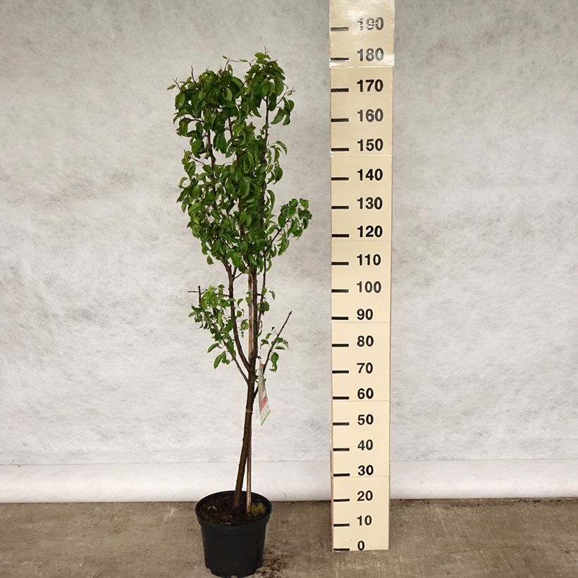 Pyrus communis Louise Bonne d'Avranches - Pear Tree 7.5L/10L pot, Goblet sample as delivered in spring
