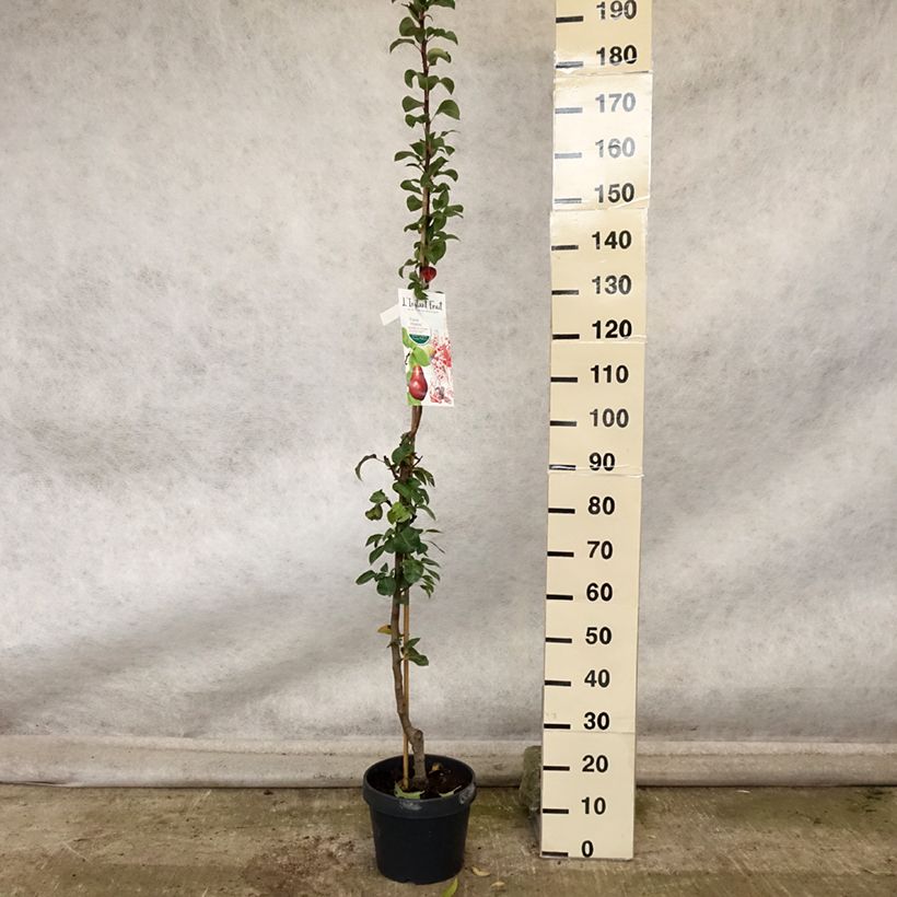 Pyrus communis Moscou - Pear Tree 7.5L/10L pot, Columnar sample as delivered in autumn