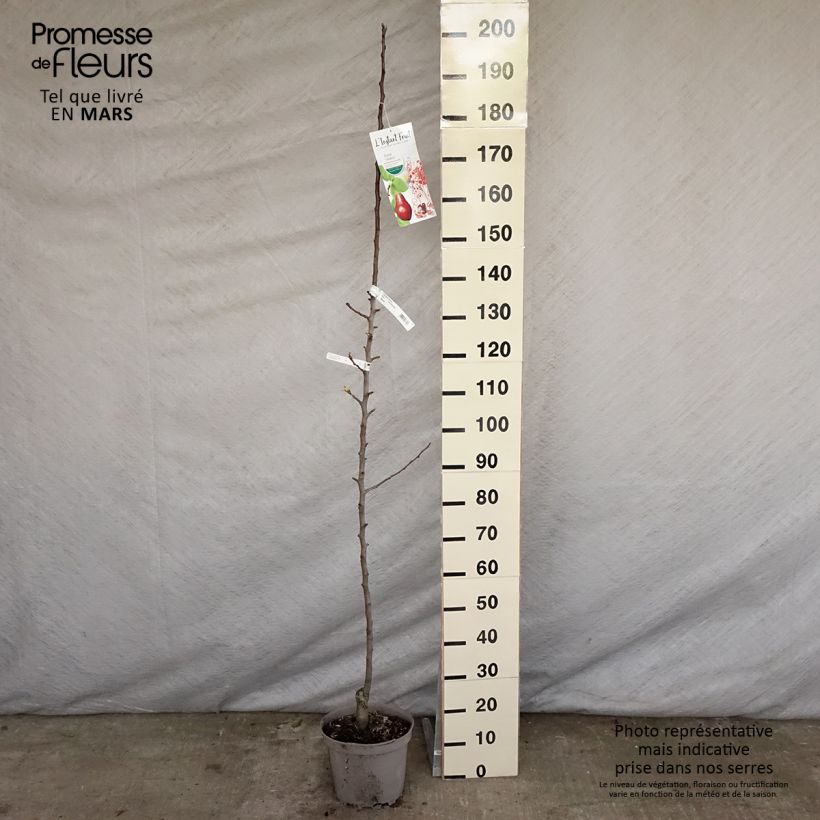 Pyrus communis Moscou - Pear Tree 7.5L/10L pot, Columnar sample as delivered in spring