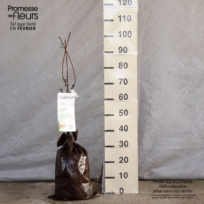 Pyrus communis Belle Helene - Pear Tree Ready-to-plant root ball, Quarter standard sample as delivered in winter