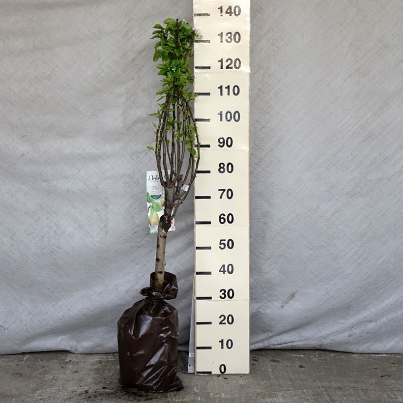 Pyrus communis Belle Helene - Pear Tree Ready-to-plant root ball, Quarter standard sample as delivered in spring