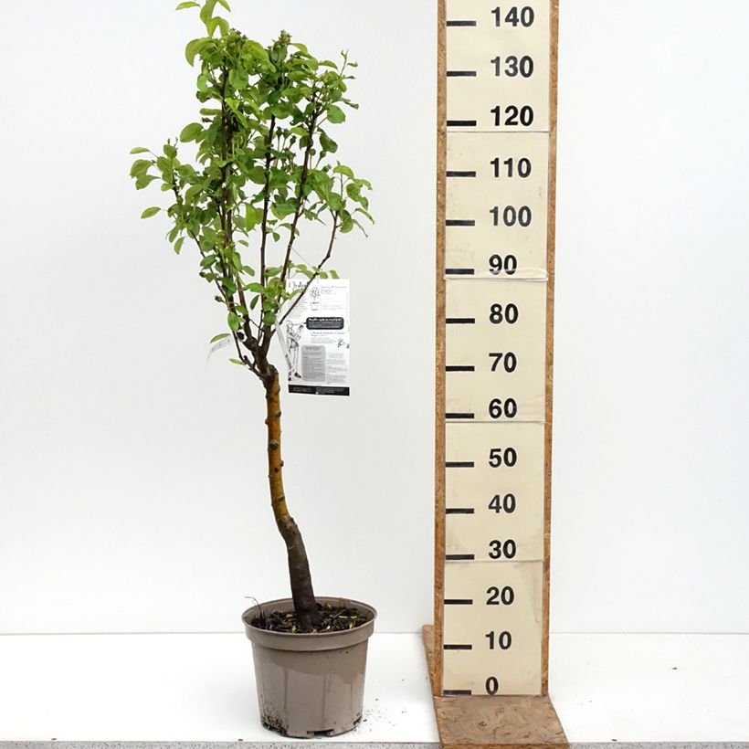 Pyrus communis Belle Helene - Pear Tree 7.5L/10L pot, Quarter standard sample as delivered in spring