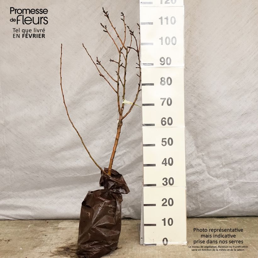 Pyrus communis Delbard d'Automne - Pear Tree Ready-to-plant root ball, Quarter standard sample as delivered in winter