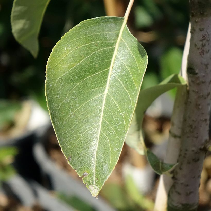 Pyrus communis Doyenné du Comice - U Shape Pear Tree (Foliage)