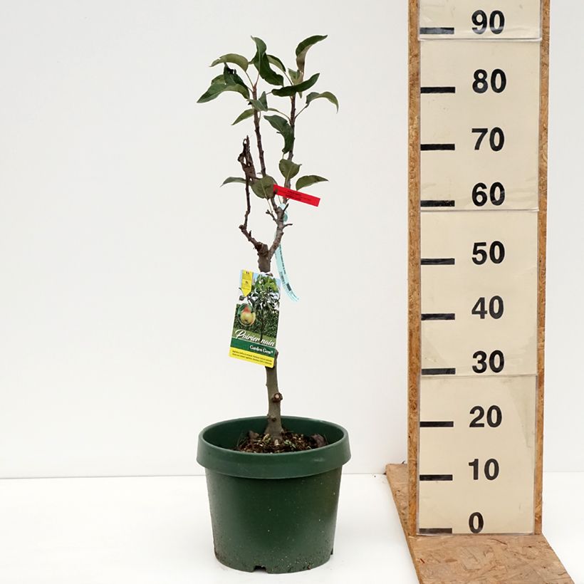 Pyrus communis Garden Gem - Pear Tree 6L/7L pot, Dwarf sample as delivered in autumn