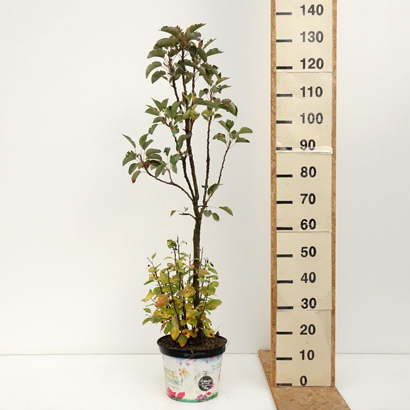 Pyrus communis Garden Pearl - Pear Tree 6L/7L pot, Dwarf sample as delivered in autumn