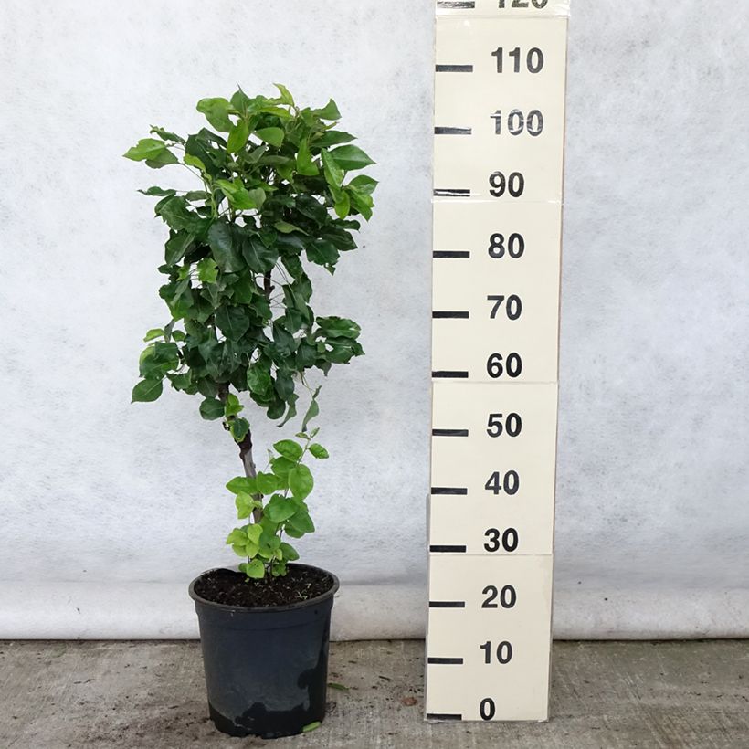 Pyrus communis Luisa - Common Pear 7.5L/10L pot, Quarter standard sample as delivered in summer