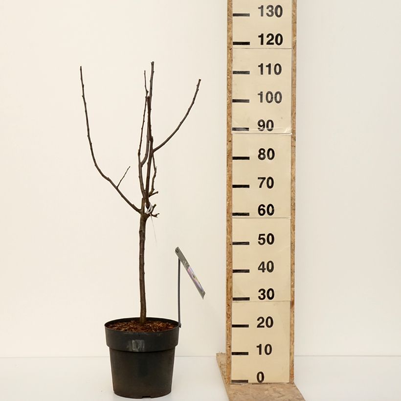 Pyrus communis Luisa - Common Pear 7.5L/10L pot sample as delivered in winter