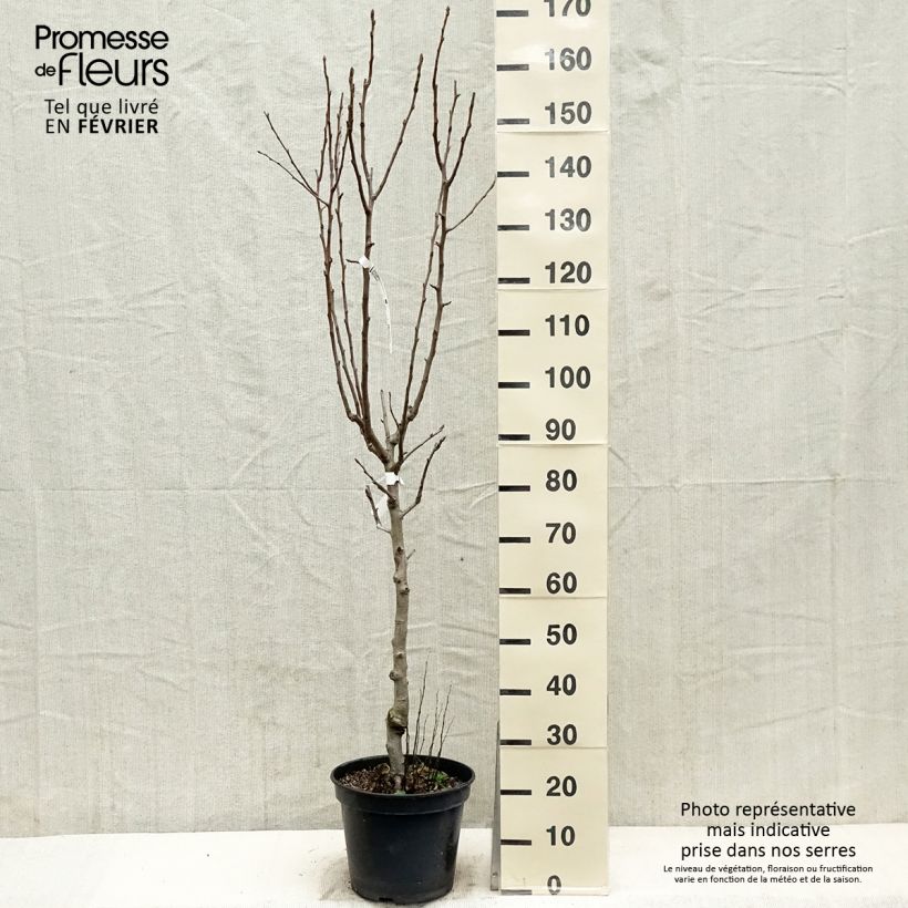 Pyrus communis General Leclerc - Pear Tree 7.5L/10L pot, Goblet sample as delivered in winter